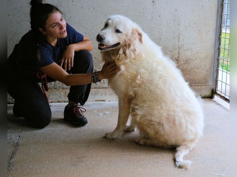 Eskie - aber bitte mit Sahne ins Glück!
