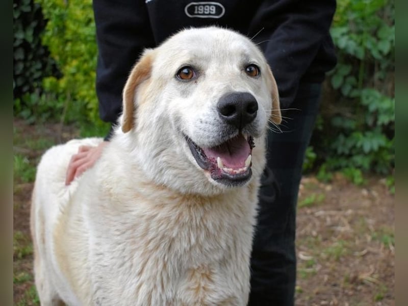 Neeko - Traumhund sucht Traummenschen