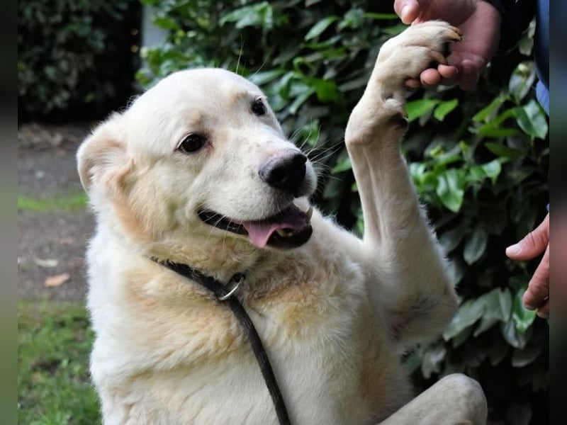 Zipper - Ein vergeudetes Leben