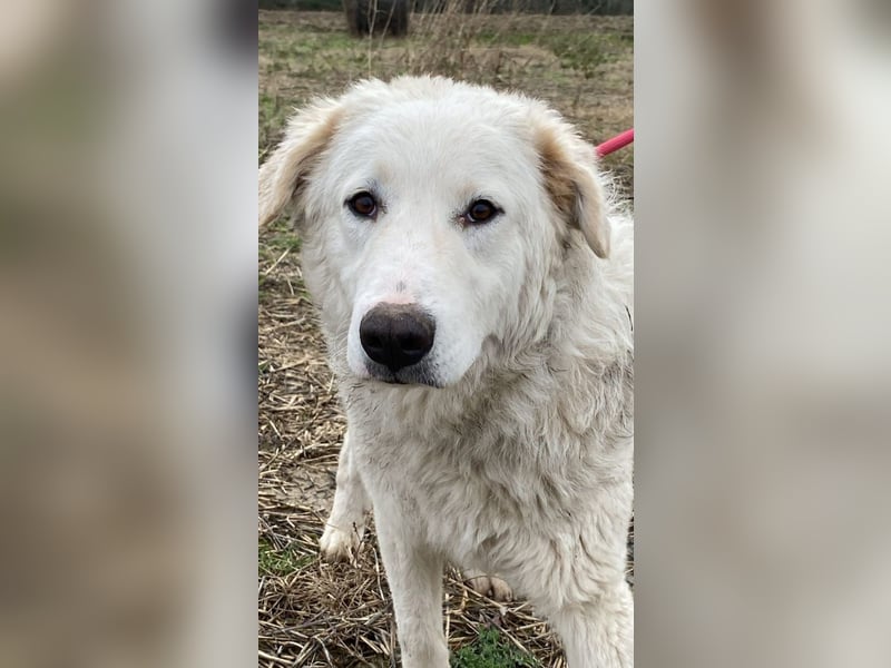 Tonia - eine sanfte Seele mit Flausen im Kopf