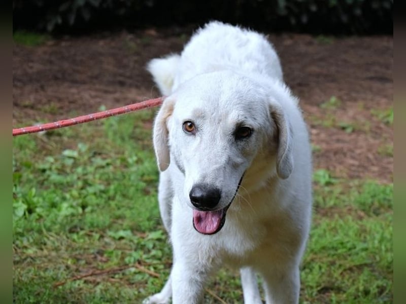 Damarius - niemals ist eine schrecklich lange Zeit