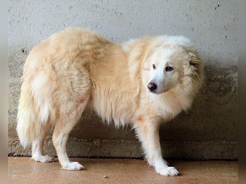 Olivielle- Junge Dame im Bärenmantel