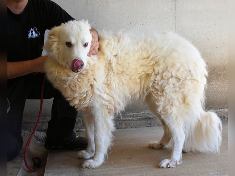 Haigen - Free HAIGEN