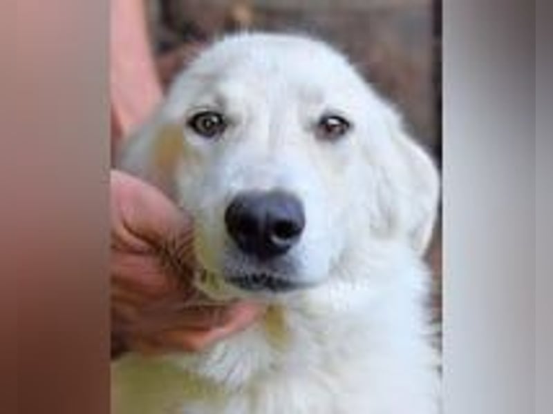 Yasmine - freundlicher Sonnenschein sucht sonniges Plätzchen