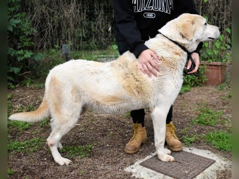 Neeko - Traumhund sucht Traummenschen
