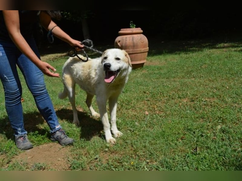 Neeko - Traumhund sucht Traummenschen