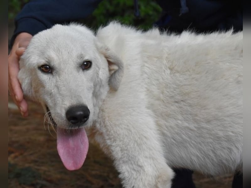 Damarius - niemals ist eine schrecklich lange Zeit