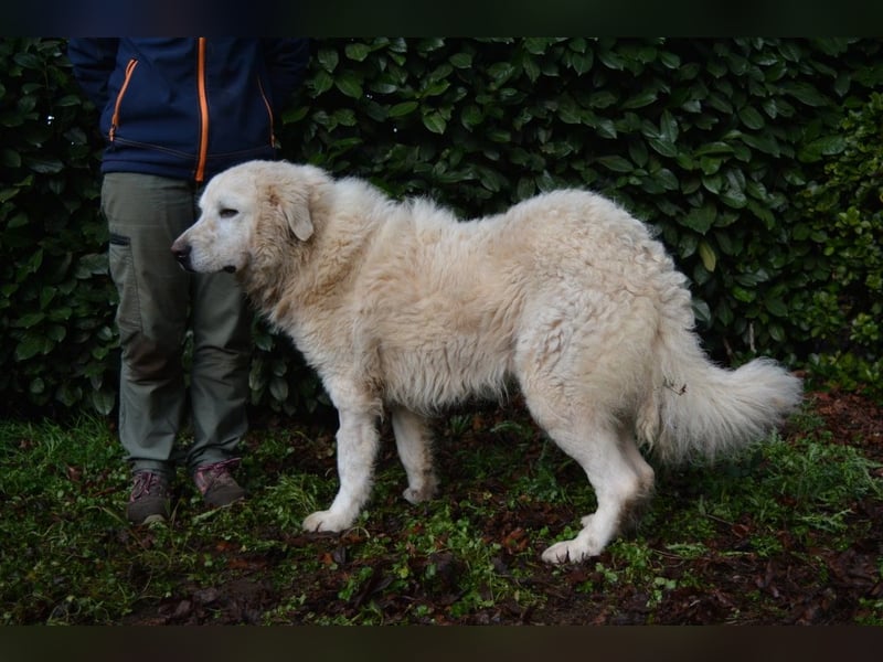 Gherardo - Ein Adler bleibt ein Adler...