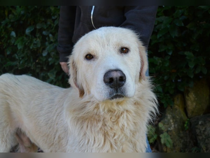 Sisko - es sind so viele