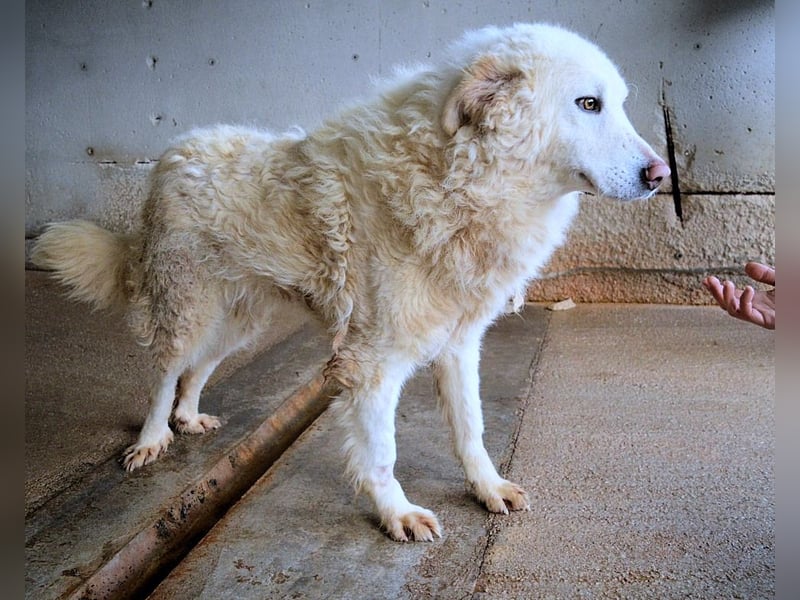 Folquet - Im falschen Leben