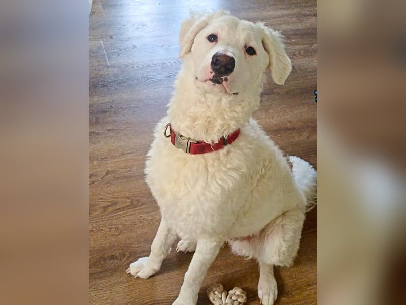 Bullo - Jede Menge tolle Dinge....