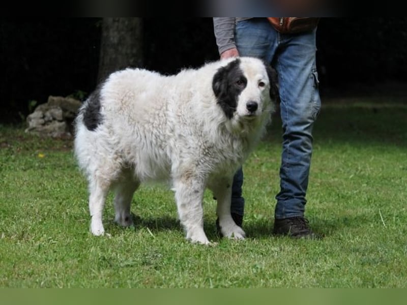 Mathis - mit dem treuen Blick