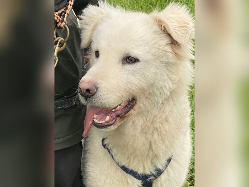 Cornelius - ein junger Rüde mir Herz, Köpfchen und Tatendrang