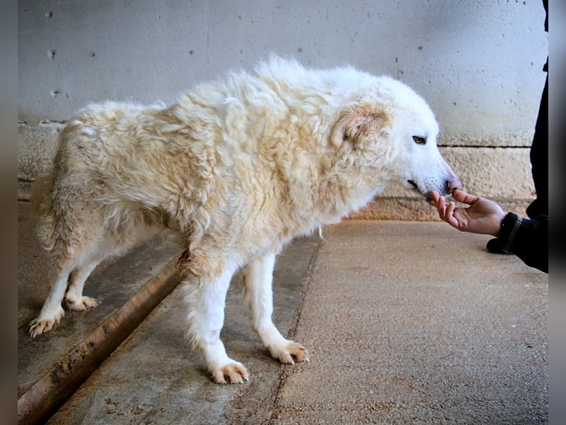 Folquet - Im falschen Leben