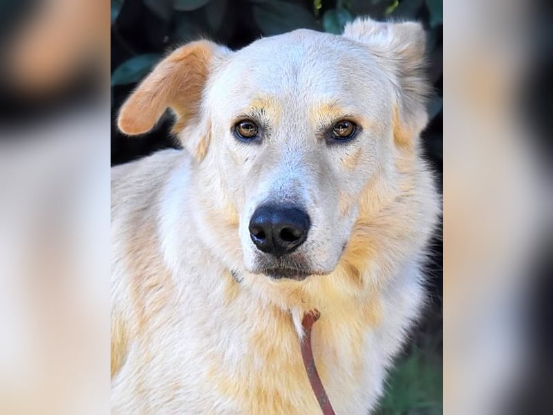 Antiloco - Nur ein Wunsch: endlich nach Hause!