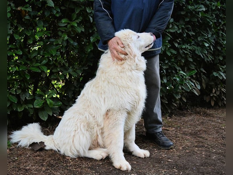 Leofric - Kleiner Löwe hat Großes vor