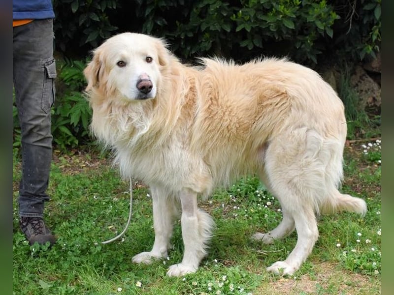 Marble -NOTFALL -  Die Geschichte vom geprügelten Hund