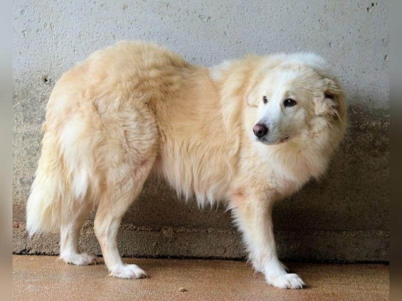 Olivielle- Junge Dame im Bärenmantel