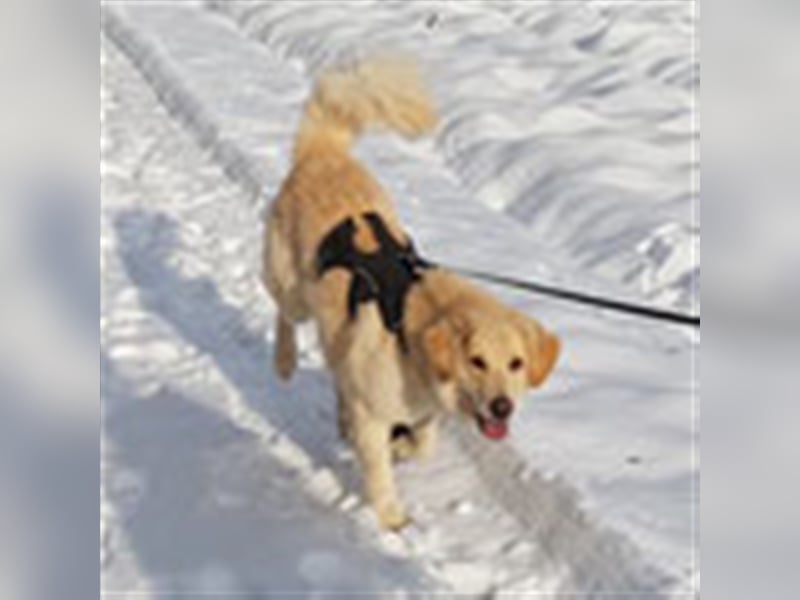 Charlie – Vermittlungshilfe / auf PS in 4625 Offenhausen (Österreich)