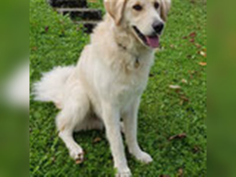 Charlie – Vermittlungshilfe / auf PS in 4625 Offenhausen (Österreich)