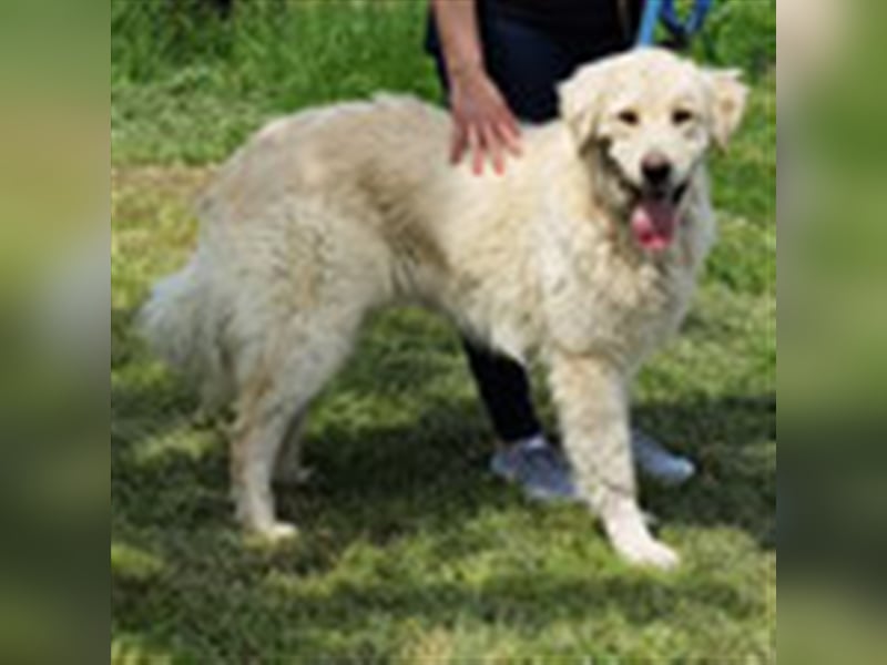 Charlie – Vermittlungshilfe / auf PS in 4625 Offenhausen (Österreich)