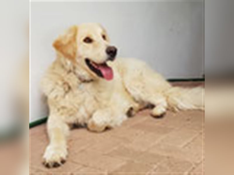 Charlie – Vermittlungshilfe / auf PS in 4625 Offenhausen (Österreich)