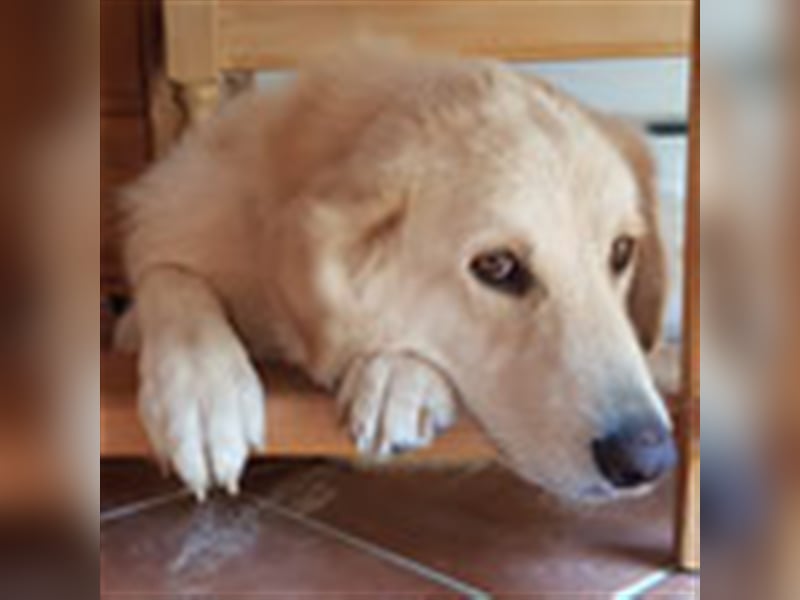 Charlie – Vermittlungshilfe / auf PS in 4625 Offenhausen (Österreich)