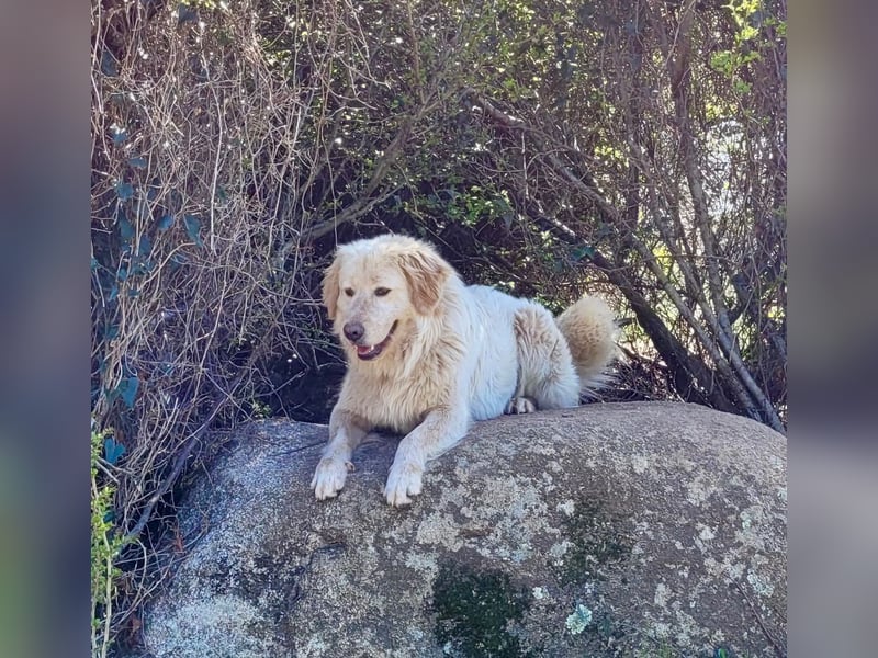 COOPER - ein Riese mit gutem Herzen