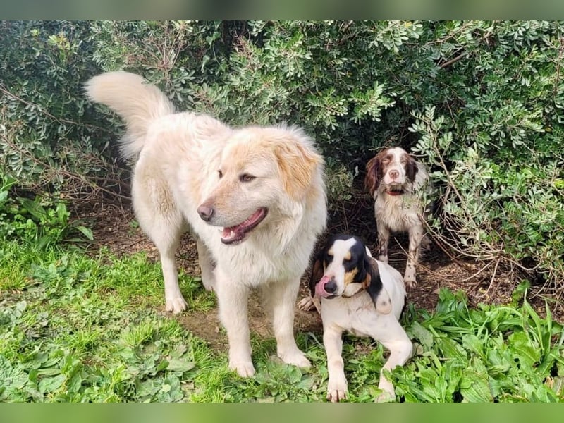 COOPER - ein Riese mit gutem Herzen