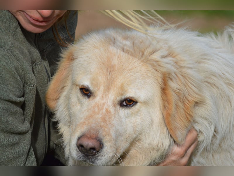 COOPER - ein Riese mit gutem Herzen