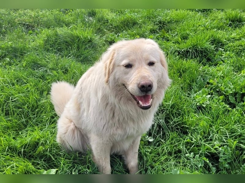COOPER - ein Riese mit gutem Herzen