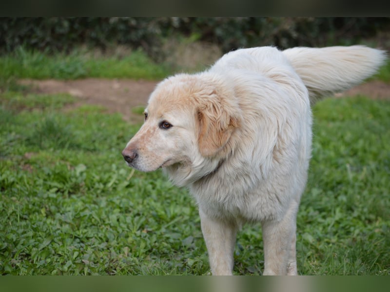 COOPER - ein Riese mit gutem Herzen