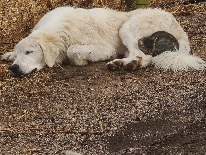 Aaron: erst Züchter, dann an die Kette