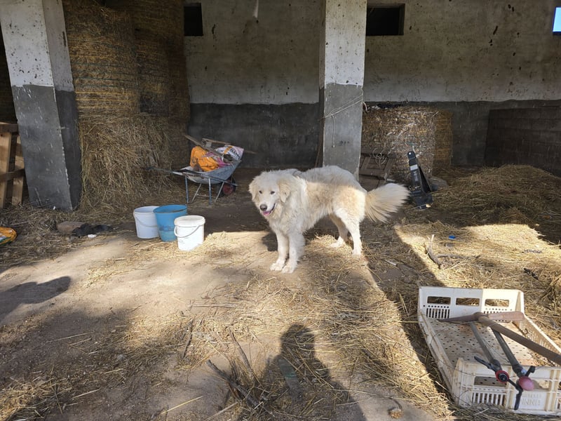 Aaron: erst Züchter, dann an die Kette