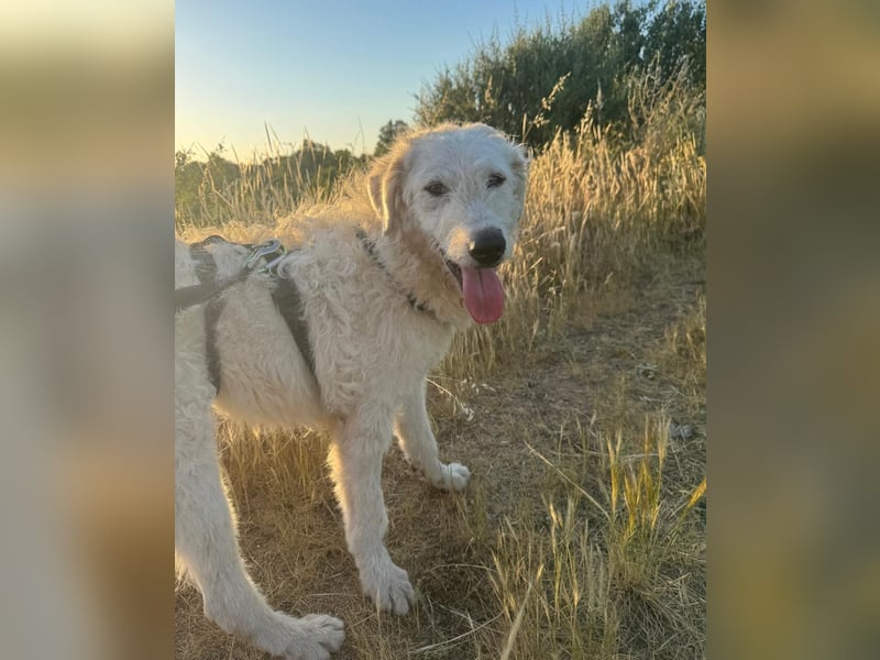 Taco: Traumhund ohne Wenn und Aber