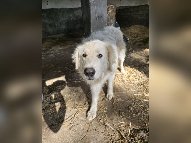 Aaron: erst Züchter, dann an die Kette