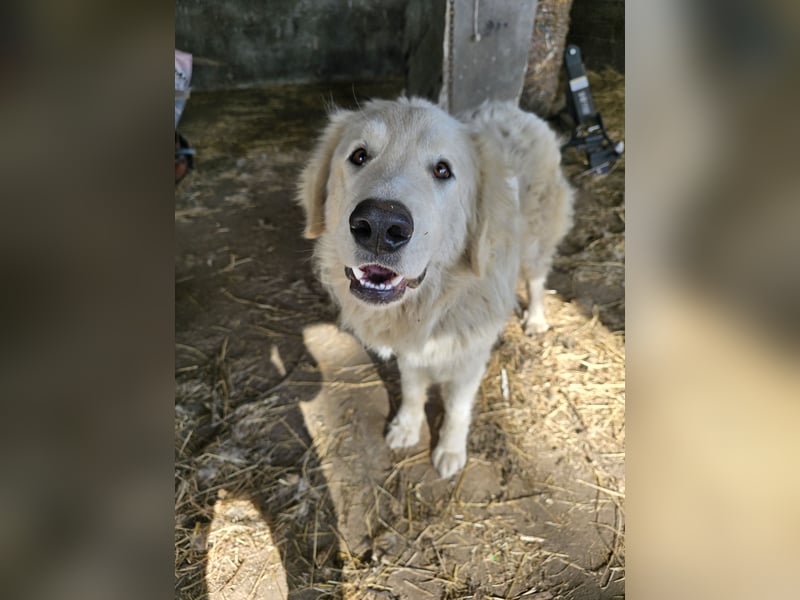 Aaron: erst Züchter, dann an die Kette