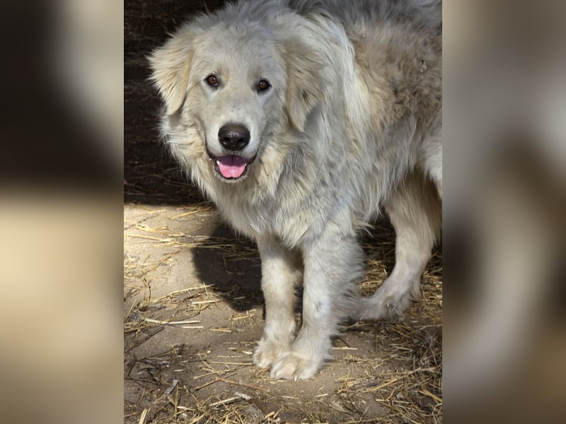 Aaron: erst Züchter, dann an die Kette