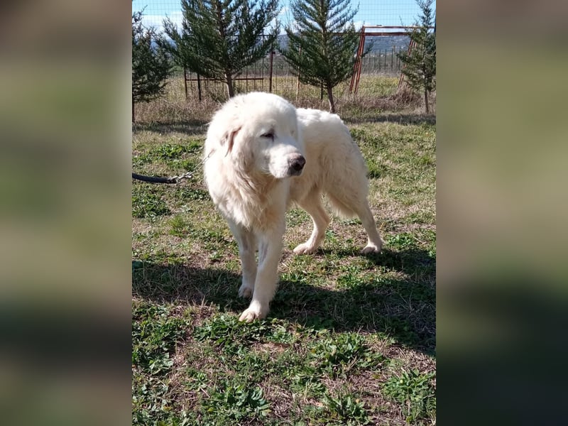 Manuel sucht ein liebevolles Zuhause