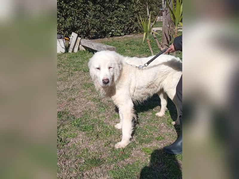 Manuel sucht ein liebevolles Zuhause