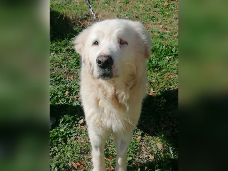 Manuel sucht ein liebevolles Zuhause