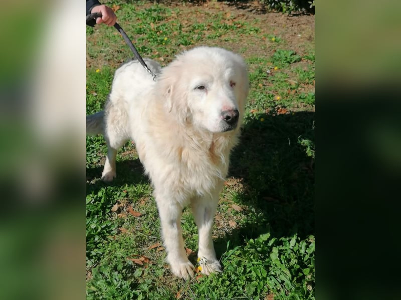 Manuel sucht ein liebevolles Zuhause