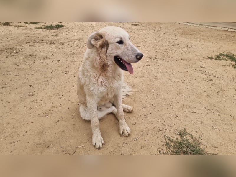 Der Sanfte Paul sucht sein Zuhause