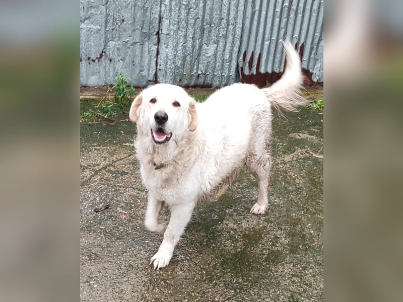 Jan - der Riese mit dem sanften Blick