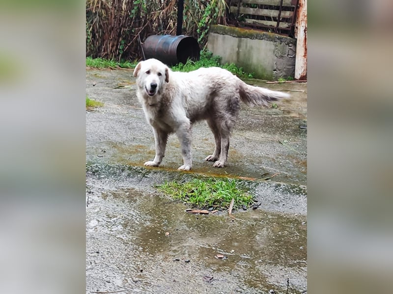 Jan - der Riese mit dem sanften Blick