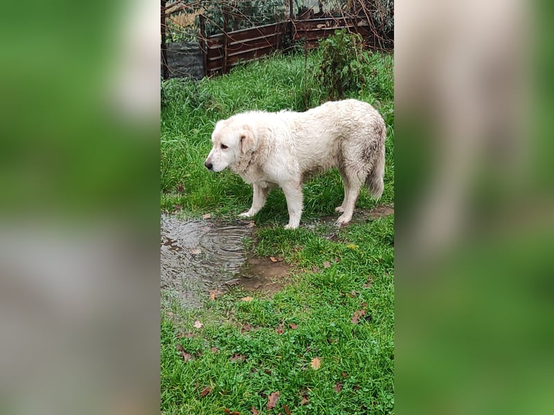 Jan - der Riese mit dem sanften Blick