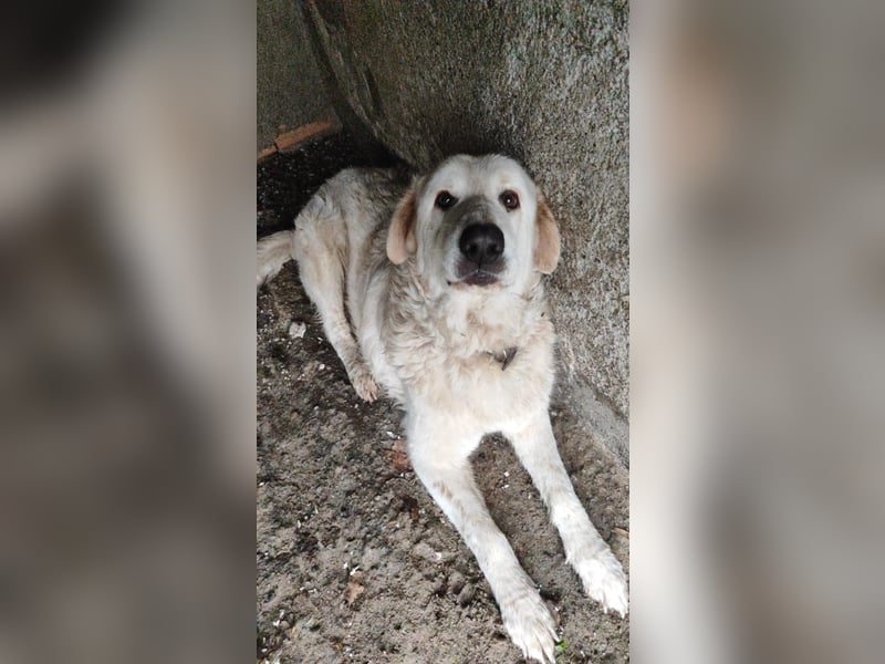 Jan - der Riese mit dem sanften Blick