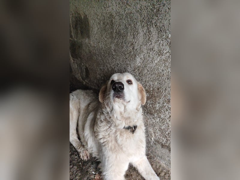 Jan - der Riese mit dem sanften Blick