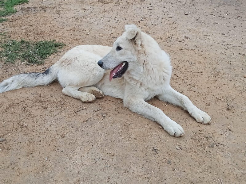 Der Sanfte Paul sucht sein Zuhause