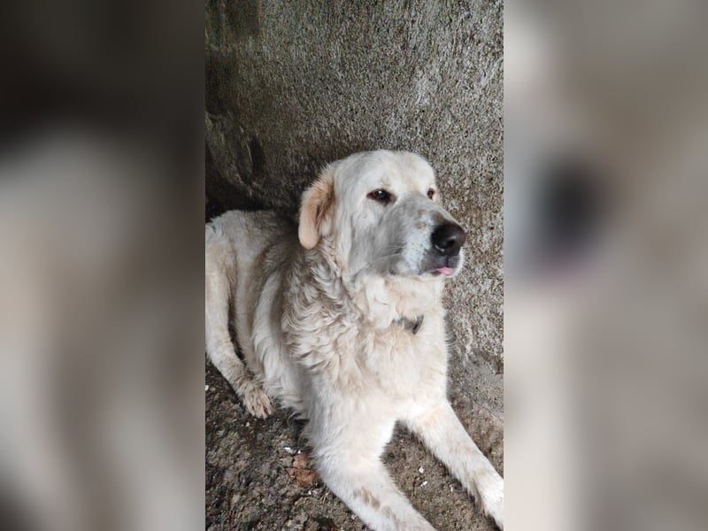 Jan - der Riese mit dem sanften Blick